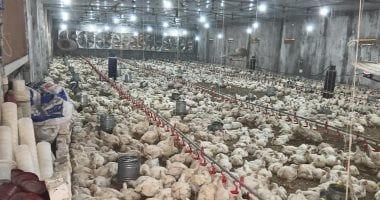 استقرار حذر فى أسعار الدواجن والبيض بالأسواق المصرية