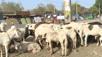 الأضاحي تشتعل في السودان.. سعر الخروف يتجاوز راتب موظف | اقتصاد