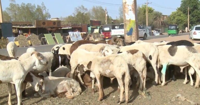 الأضاحي تشتعل في السودان.. سعر الخروف يتجاوز راتب موظف | اقتصاد