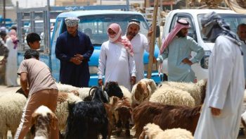 الأضحية في العراق تصطدم بارتفاع الأسعار وتراجع القدرة الشرائية