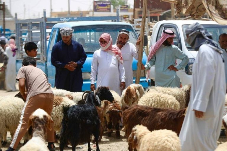 الأضحية في العراق تصطدم بارتفاع الأسعار وتراجع القدرة الشرائية