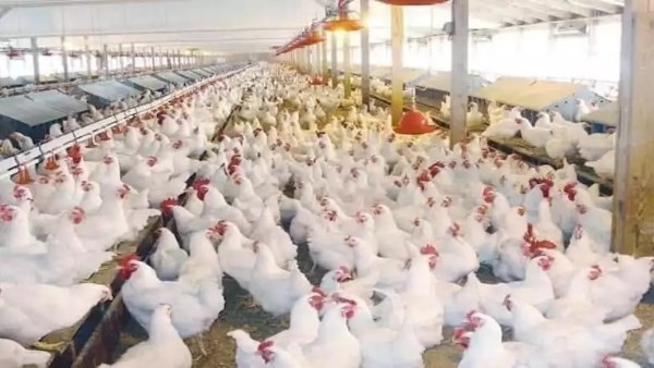 البانيه نزل 40 جنيها.. تراجع كبير في أسعار الدواجن اليوم السبت