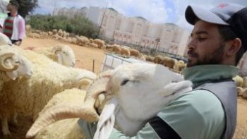 الجفاف سر ارتفاع أسعار أضاحى العيد فى شمال أفريقيا