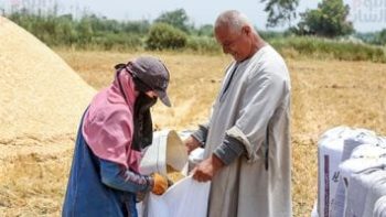 الدهب نور الغيطان.. محصول القمح يزين الحقول