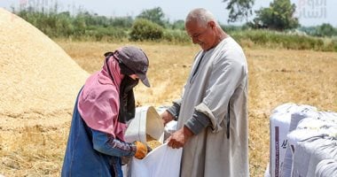 الدهب نور الغيطان.. محصول القمح يزين الحقول