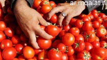 الطماطم بـ30 جنيها.. أسعار الخضراوات بأسواق الأقصر اليوم الإثنين 25 مايو 2026