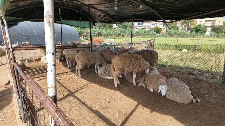العيد في الجزائر.. كيف واجهت الحكومة ارتفاع أسعار الأضاحي؟ | اقتصاد