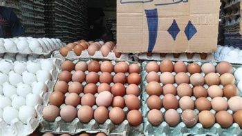 الكرتونة بـ80 جنيها.. أسعار البيض بكفر الشيخ الأحد 24 مايو 2026 – مقالات نيوز