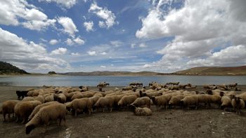المغرب.. المضاربة وغلاء الأسعار تفقد أضاحي العيد بهجتها