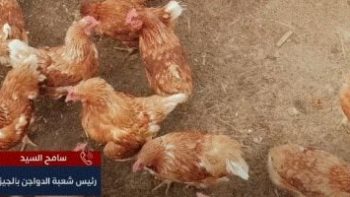 انخفاض سعر كرتونة البيض 10 جنيهات فى يوم واحد.. شعبة الدواجن تكشف التفاصيل
