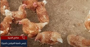 انخفاض سعر كرتونة البيض 10 جنيهات فى يوم واحد.. شعبة الدواجن تكشف التفاصيل