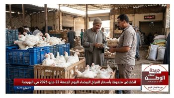 انخفاض ملحوظ بأسعار الفراخ البيضاء اليوم الجمعة 22 مايو 2026 في البورصة