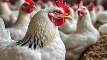 بشرى سارة.. شعبة الدواجن تكشف موعد انخفاض أسعار الفراخ