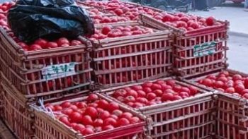 بعد وصولها لـ 70 جنيهًا.. متى تتراجع أسعار الطماطم فى الأسواق؟