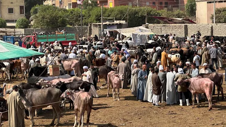 "بقري وضأن".. أسعار اللحوم الحمراء والقائم بالأنواع قبل عيد الأضحى