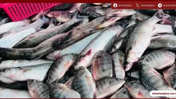 تباين أسعار الأسماك في كفر الشيخ اليوم الخميس 30 أبريل 2026.. البلطي بين 60 و85 جنيهًا