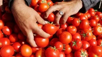 تجار 6 أكتوبر: الطماطم بالجملة بـ 30 جنيهًا والقطاعي 70 بسبب الفجوة