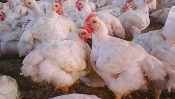 تحديث أسعار الفراخ والبانيه اليوم الإثنين 11 مايو 2026 مع تراجع ملحوظ خلال الأسبوع