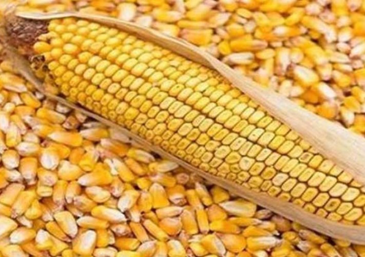 تراجع الردة.. أسعار الأعلاف والخامات المستوردة اليوم الجمعة 1-5-2026 -جريدة المال