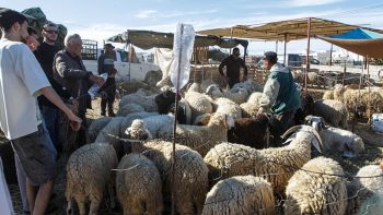 تغيب عن غزة للعام الثالث.. إليك أسعار الأضاحي في عدد من الدول العربية