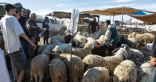 تغيب عن غزة للعام الثالث.. إليك أسعار الأضاحي في عدد من الدول العربية