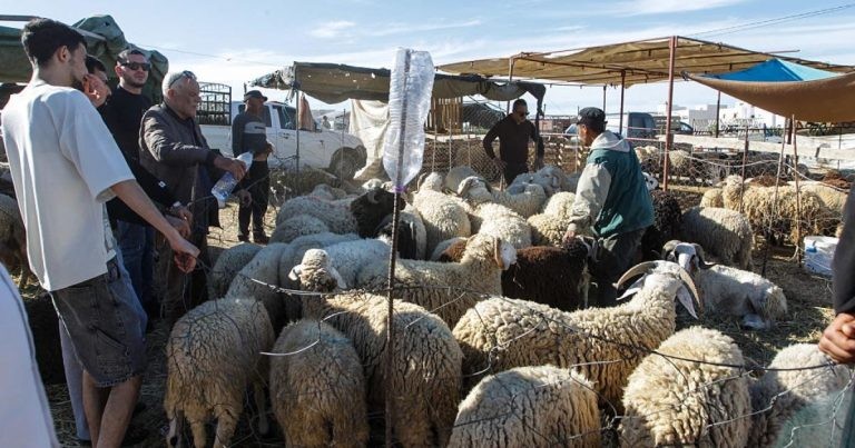 تغيب عن غزة للعام الثالث.. إليك أسعار الأضاحي في عدد من الدول العربية
