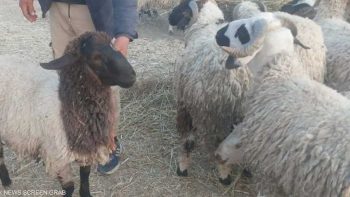 تونس.. فرحة العيد “ناقصة” بسبب ارتفاع أسعار الأضاحي