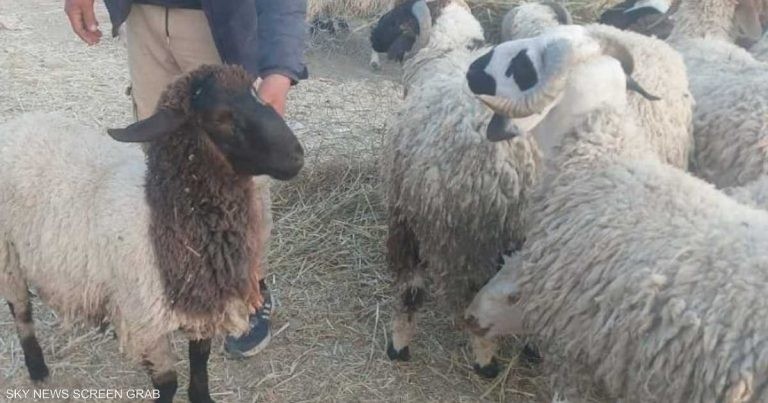تونس.. فرحة العيد "ناقصة" بسبب ارتفاع أسعار الأضاحي