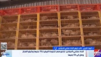 ثروت الزيني: انخفاض أسعار الدواجن والبيض نتيجة وفرة الإنتاج