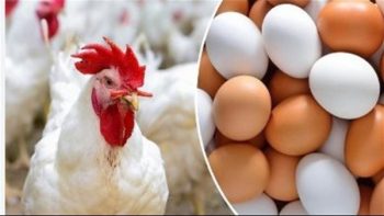 خريطة أسعار الدواجن والبيض بمنتصف الأسبوع.. استقرار العرض والطلب في الأسواق المحلية