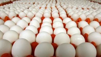 رئيس الوزراء العراقي يوجه بدراسة عاجلة لارتفاع أسعار البيض