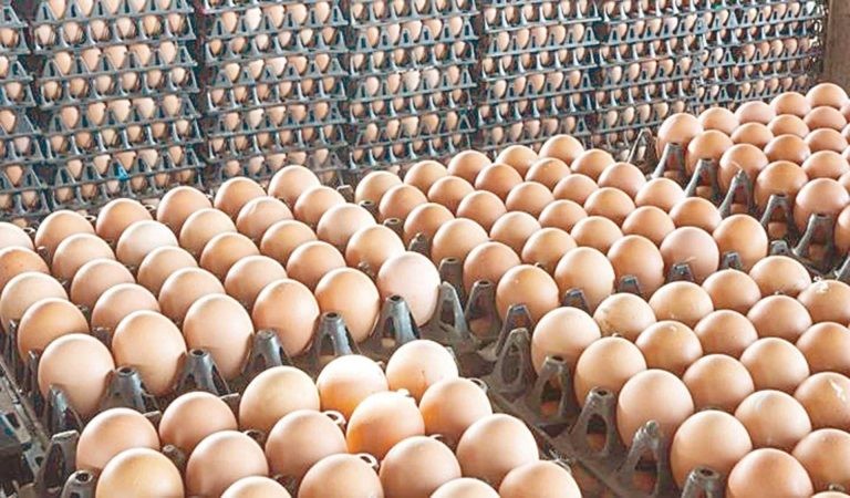 سعر كرتونة البيض اليوم 23/5/2026 للمستهلك فى السوق المحلية -جريدة المال