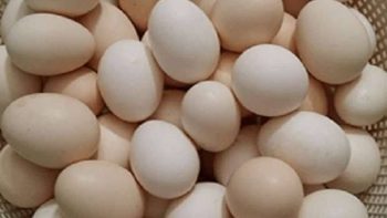 سعر كرتونة البيض اليوم 8/5/2026 للمستهلك فى السوق المحلية -جريدة المال