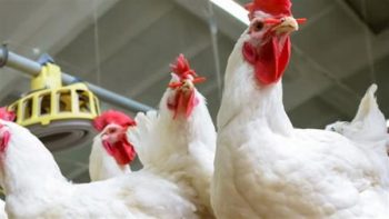 سعر كيلو الفراخ البيضاء اليوم في الأسواق والمزارع.. تحديث مباشر ليوم السبت