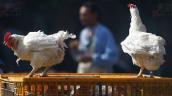 سعر كيلو الفراخ بالقليوبية الإثنين 4 – 5 – 2026.. الدجاج الأبيض بـ93 جنيها