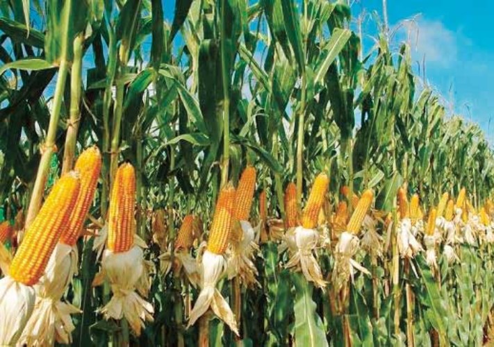 صعود الردة والذرة.. أسعار الأعلاف اليوم الأربعاء 6-5-2026 -جريدة المال