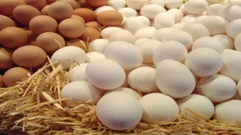 طبق البيض يهبط 45 جنيها بالأسواق خلال شهرين.. فما الأسباب؟