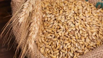 طن الحبة العريضة والرفيعة بكام؟.. سعر الأرز الشعير الآن