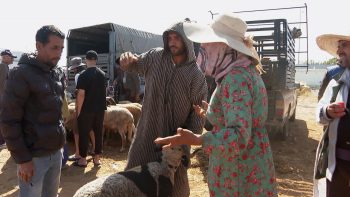 قبل أيام من العيد.. شكاوى من غلاء أسعار الأضاحي في المغرب | اقتصاد