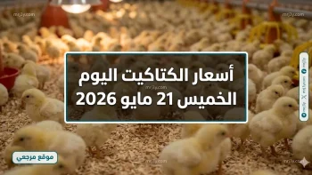 قفزة جديدة.. أسعار الكتاكيت اليوم الخميس 21 مايو 2026 في بورصة الدواجن بعد تحرك أسعار الفراخ