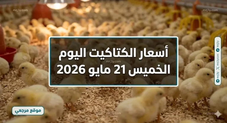 قفزة جديدة.. أسعار الكتاكيت اليوم الخميس 21 مايو 2026 في بورصة الدواجن بعد تحرك أسعار الفراخ