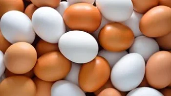 كرتونة البيض ب 99 جنيها.. أسعار البيض بكفر الشيخ الخميس 30 أبريل 2026