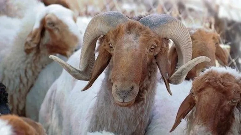 كيف قفزت أسعار الأضاحي من 15 جنيهًا إلى 200 جنيه خلال 21 عامًا؟