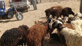 لو هتضحى.. معلومات مهمة لازم تعرفها من داخل سوق أسوان للأغنام والخراف