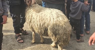 متحدث وزارة الزراعة فى غزة: سعر خروف الأضحية تجاوز الـ 5 آلاف دولار