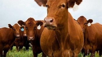 مع اقتراب عيد الأضحى.. تعرف على أسعار الماشية اليوم الجمعة 15-5-2026 في الشوادر