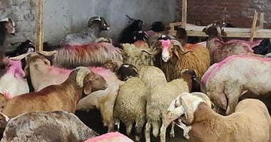 من البرقى إلى البلدى.. انتعاش تجارة الأغنام قبل عيد الأضحى بالبحيرة.. وإقبال الأهالى على الأسواق والشوادر لشراء الأضاحى واستقرار الأسعار.. الخراف البرقى تتجاوز 280 جنيها للكيلو القائم والبلدى يبدأ من 240 جنيها