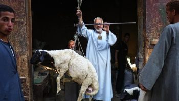 من الجزار إلى المجمد.. رحلة المصريين الشاقة مع أسعار اللحوم