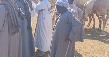 من سوق الجمال بأسوان.. تعرف على أسعار الأضاحى هذا العام.. صور
