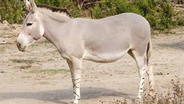 نقيب الفلاحين: سعر جلد الحمير يصل لـ45 ألف جنيه.. والأعداد انخفضت لمليون حمار